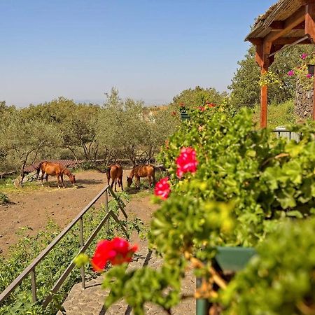 Horse House Daire Ragalna Dış mekan fotoğraf
