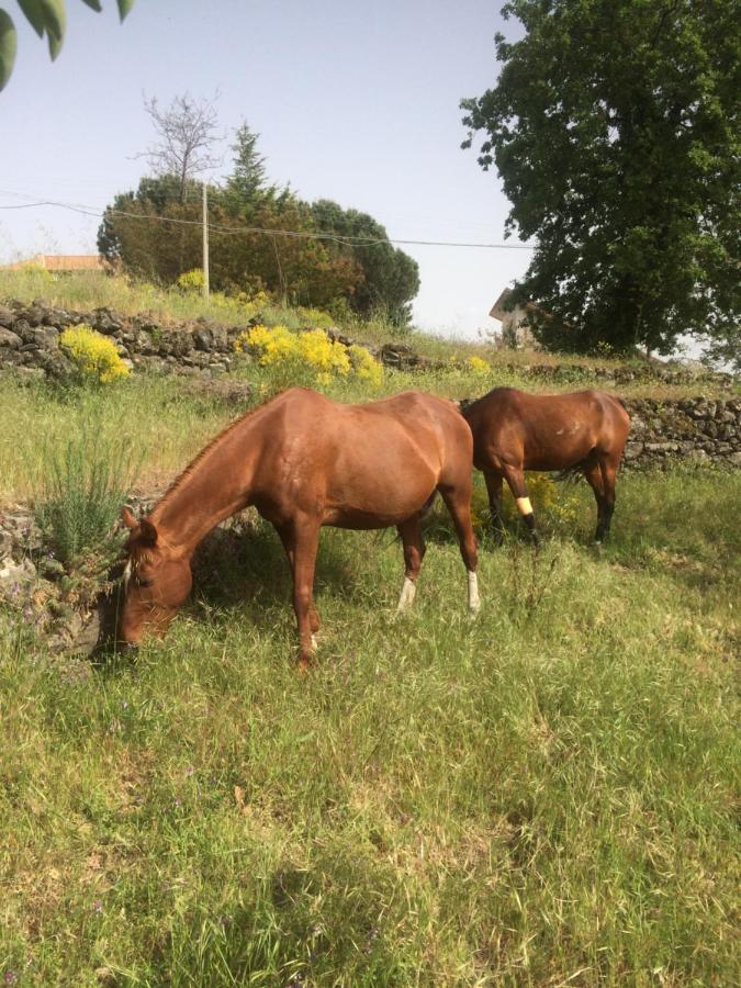 Horse House Daire Ragalna Dış mekan fotoğraf